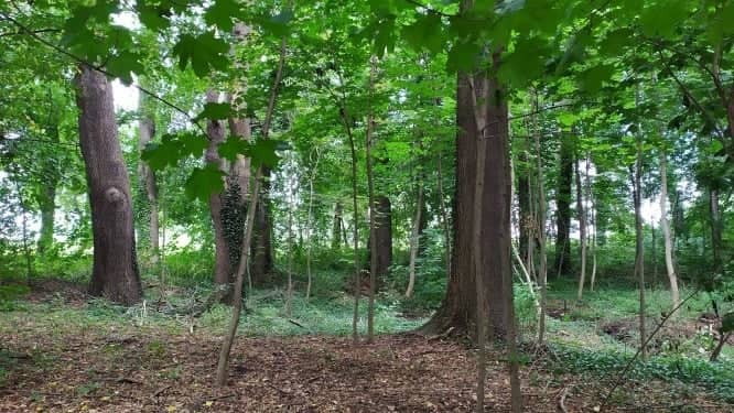 Na renowację parków